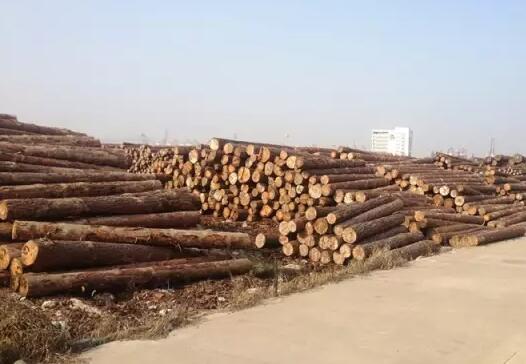 【木材进口】俄罗斯樟子松木材进口报关
