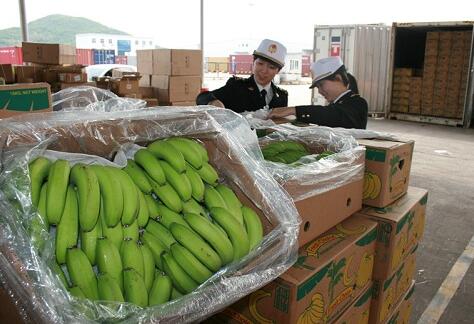 菲律宾香蕉加大对华出口，清关查验现场