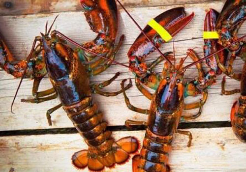 澳洲龙虾进口报关_进口水产品清关方案