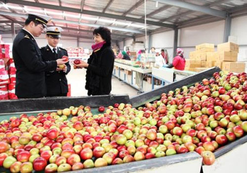 四川特产“昭阳红”苹果销往日本、韩国、新加坡等多个国家